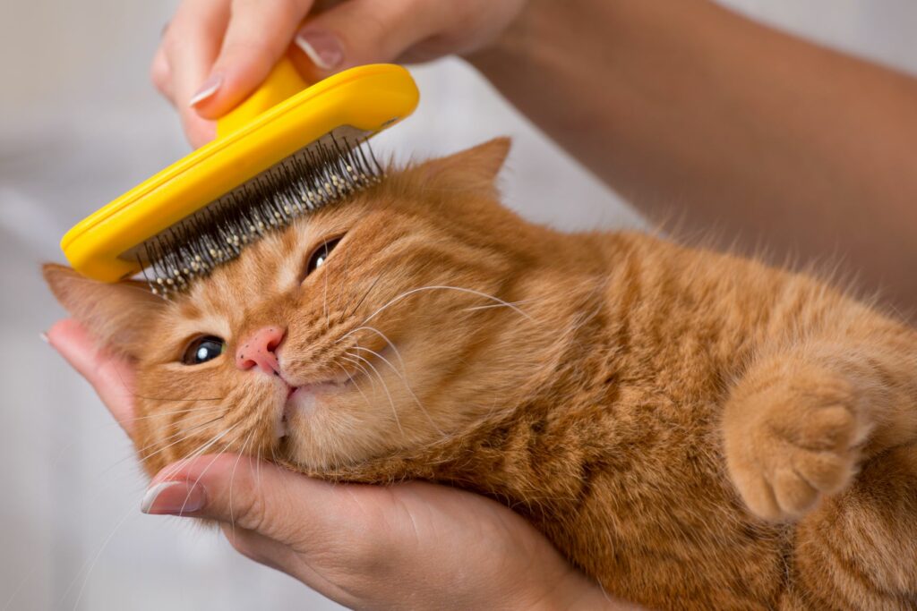 Human grooming cat
